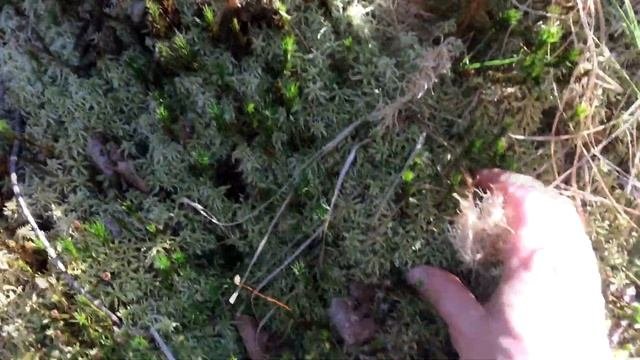 Собираю на озере мох Сфагнум. Летнее видео