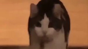 Кто здесь? Это ловушка!!!