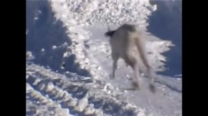 Как организовать прибыльное частное охотхозяйство