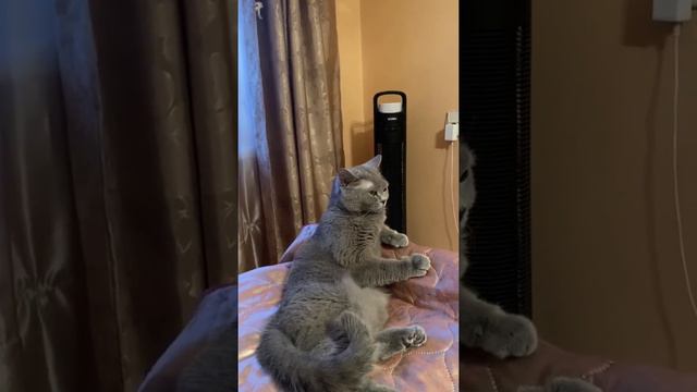 Моя красивая британская кошка #британскаякошка #видеоскотами #красивыекошки