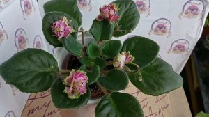 Фіалка ЛФ-Фламинго, новинка 2020 року. Знайомство з сортом