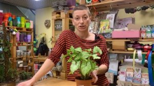 Сингониум Уайт Баттерфляй - белая бабочка | Неприхотливая лиана | Уход, полив, пересадка