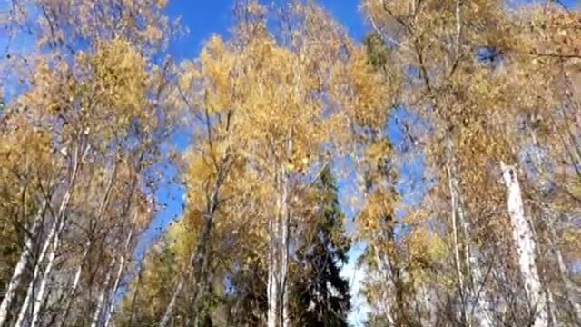 Берёзовая родина моя смотреть онлайн