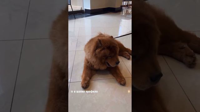 Чао чао смотреть онлайн