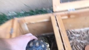 Setting Up a Forest Hingeback Tortoise **3 New Rescue Tortoises** (kinixys Erosa)