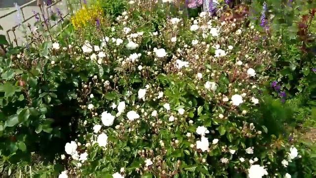 Аспирин Роуз! Aspirin Rose, Тантау, 1997 год! Кусту 6 лет!