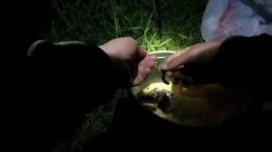 Ловля сома донками. Рыбалка с ночевкой на канале имени Москвы.