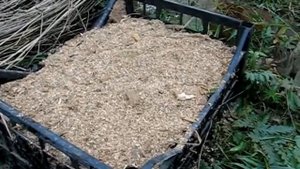 16 10 24 Посадка липы