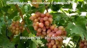 виноград Казанова