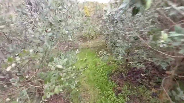 Уч Дере 16 соток ровный недорогой участок в Сочи