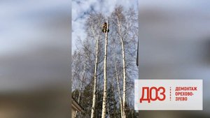 Спил и удаление деревьев в Московской области