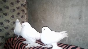 Моё начало разведение и уход за голубями