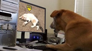 Подборка смешных видео и приколов 294? Лучшие ПРИКОЛЫ 2023