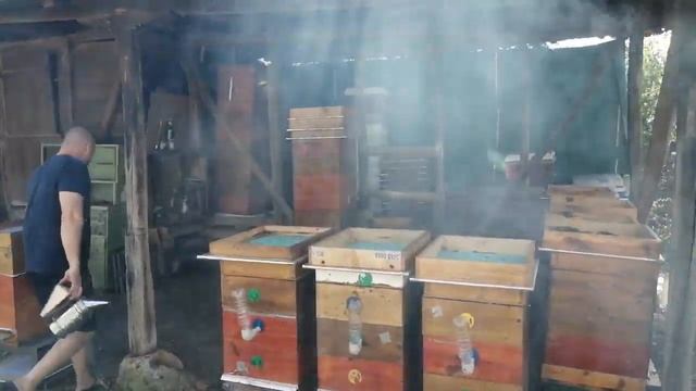 Биологично третиране с Вратига (Tanacetum vulgare) смотреть онлайн