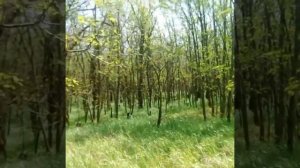 Когда зацветёт Белая акация в Семикаракорском районе Ростовской области.