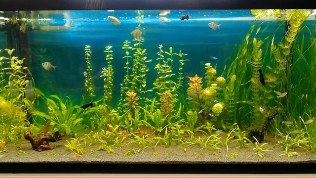 Новый фон и рыбки в большом аквариуме новости #NIK_72 смотреть онлайн