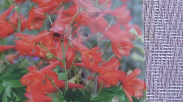 СТРАТИФИКАЦИЯ//ДЕЛЬФИНИУМЫ,АКВИЛЕГИЯ//еще не поздно в январе смотреть онлайн