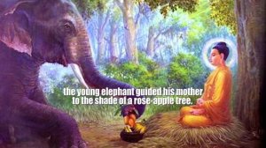 The Time When Buddha Was Reborn As An Elephant - a beautiful journey