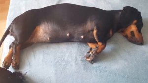 Отстаньте от меня я беременна! 2 триместр. основные признаки. моя такса.