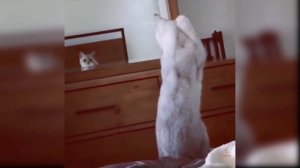 Приколы с котиками. Котики #5