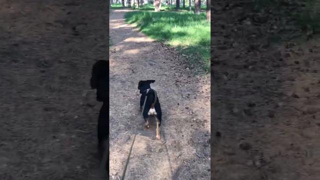 с Кайчиком тоже шикарно гуляли этим летом смотреть онлайн