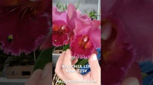 VEJA A CHIA LIN EM FLORAÇÃO ❤ CATTLEYA VERMELHA 😍