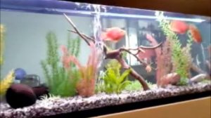 встроенный аквариум.mpg