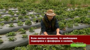 2020 07 23 Зелёная передача