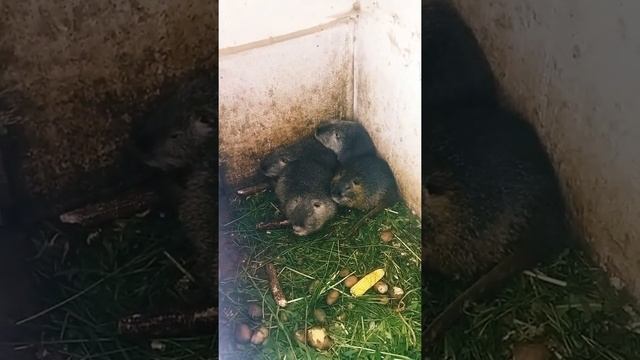 Нутрия #shorts #animals #nature #rat #нутрия #nutria #крыса смотреть онлайн