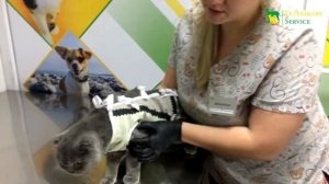 Остеохондродистрофия - заболевание шотландских, британских и вислоухих котиков