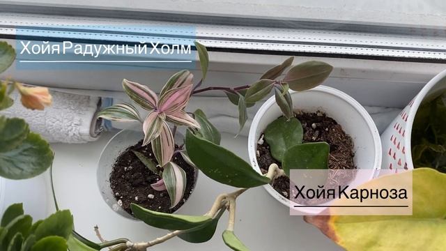 МОЯ УКЛАДКА НА DYSON ? шоппинг в ЛЕРУА МЕРЛЕН ?? обзор покупок ? цветы и уход смотреть онлайн