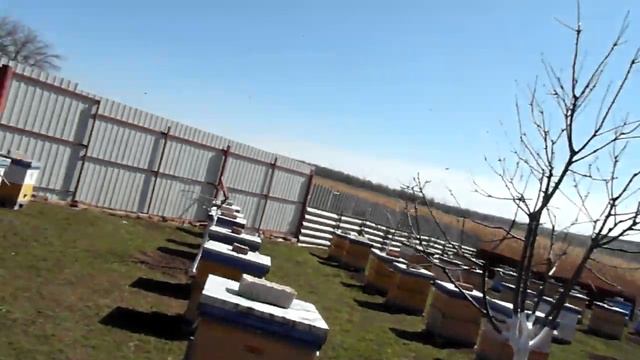 Один из методов борьбы с клешем Вароа 01.04.2019. смотреть онлайн