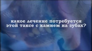 Чистка зубов собаке ультразвуком (Удаление зубного камня у собак) в приемной доктора М.Шелякова