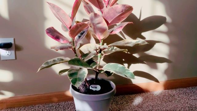 Ficus Elastica Belize Part 002 or Rubber Tree | Plant Vlog 147