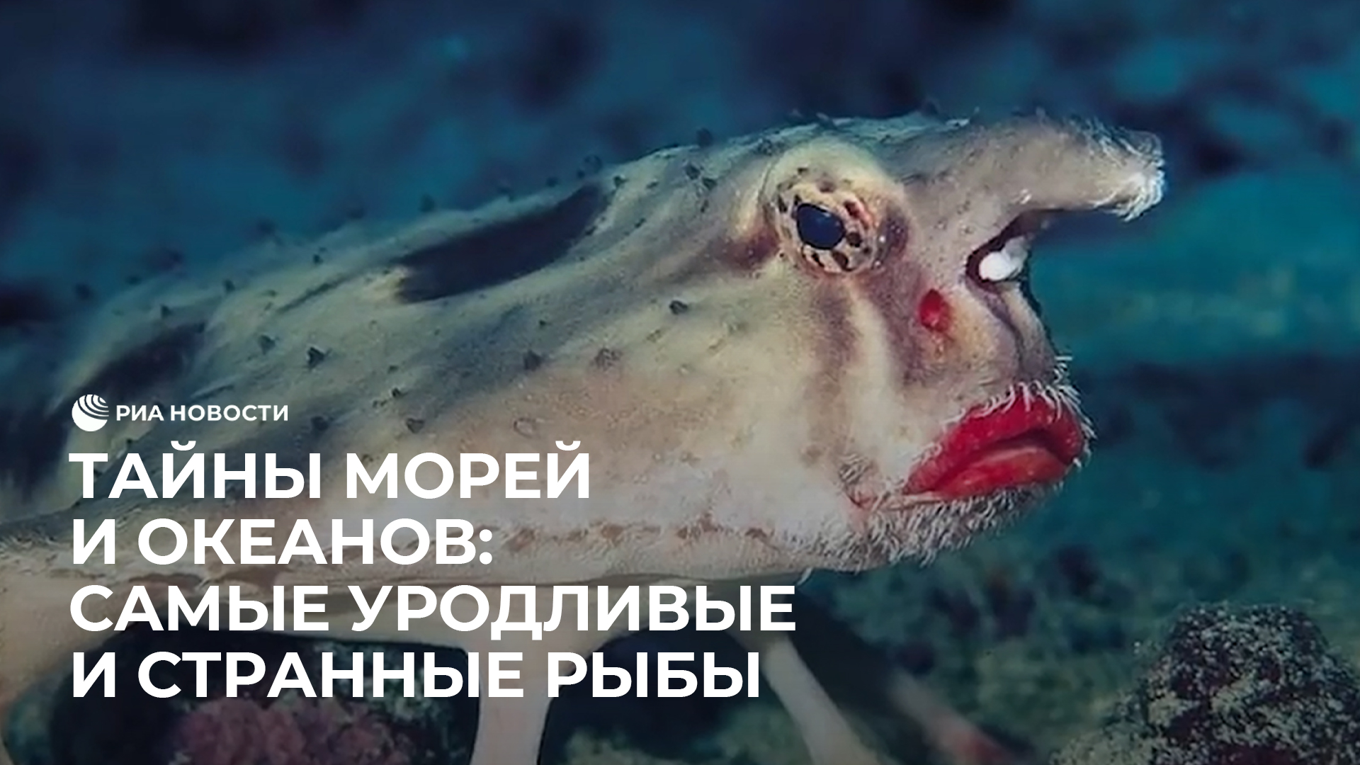 Тайны морей и океанов: самые уродливые и странные рыбы