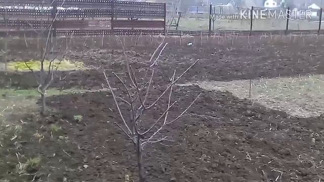 Сравнение фрез, самодельные гусиные лапки и саблевидные заводские в работе по целине.