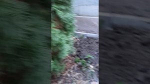 Бесплатное удобрение. Древесная зола. Подпишись и поддержи комментарием. #удобрение #садогород #туи