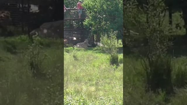 Могучая троица