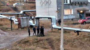 свиньи города усть кута (1)