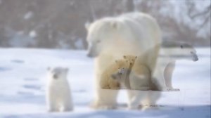 You Just Wait (Soviet Songs in English) - Ну, погоди! (на англ. языке)