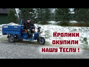 Как купить себе Теслу в деревне? Заработали 200 000 рублей на кроликах и окупили свой трицикл!