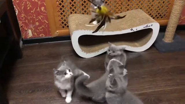 Британские котята играют, возраст 2,5 месяца