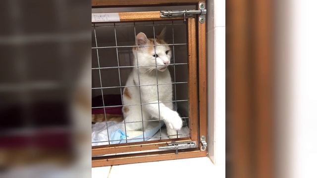 Котик гнил на улице. Почему Лейс ездил в клинику. смотреть онлайн