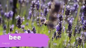 Правила чтения в английском языке. Буква E. Звук [iː]