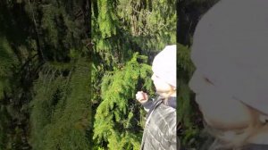 Еловые шишки весной.. это полезно и даже может быть вкусно #halflife