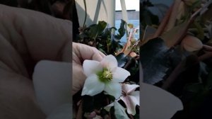 Цветы которые цветут зимой.