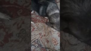 Виноватая собака не сдается