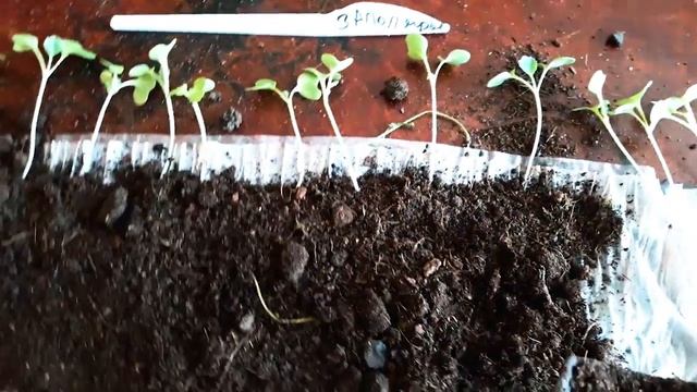 Капуста в пеленках! Выход есть смотреть онлайн