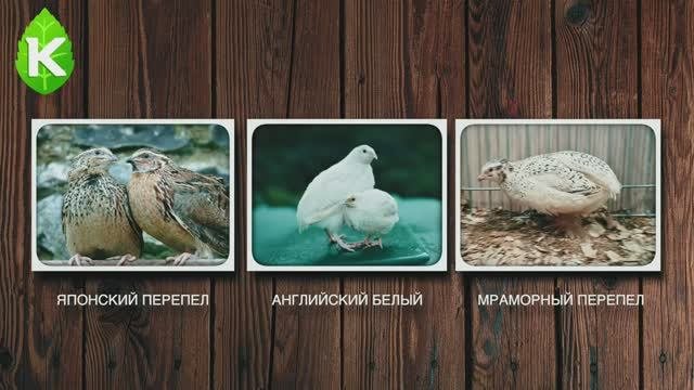 Содержание перепелов в домашних условиях