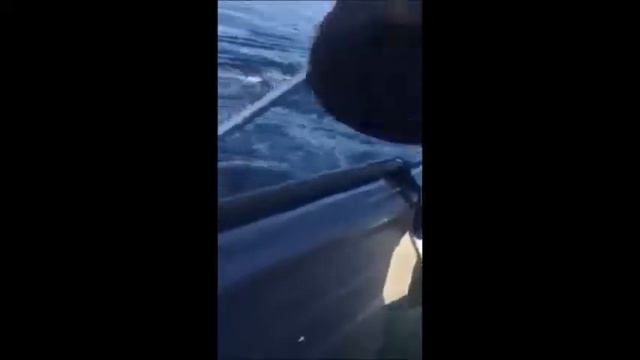 Огромный палтус с легкостью разогнул китайский багор и ушёл в смотреть онлайн